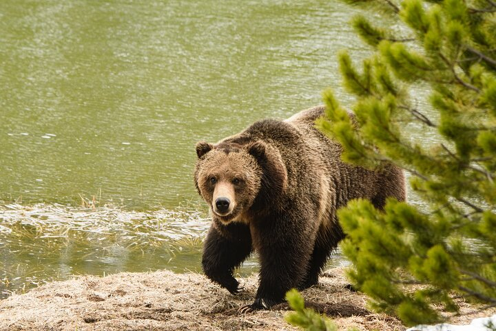 Private Wildlife and Waterfalls Yellowstone Tour - Photo 1 of 13